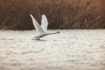 In the tranquil embrace of dawn, a graceful swan takes flight over the shimmering surface of a serene lake, leaving ripples in its wake. The golden light enhances the peaceful ambiance