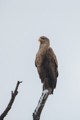 A powerful eagle stands tall on a barren branch, surveying its surroundings against a backdrop of gray clouds. The bird exudes strength and grace, embodying the beauty of nature