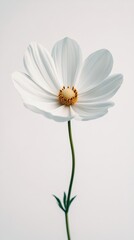Obraz premium Beautiful white daisy blooming against a soft background with green leaves
