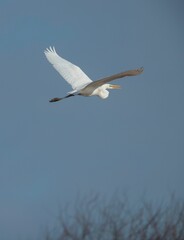 A stunning white heron soars effortlessly, its wings spread wide against the backdrop of a clear blue sky, with soft twilight light highlighting its elegance as it navigates above wetlands