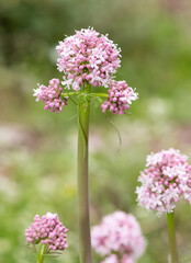 Obraz premium medicinal wild plants and flowers. pink and white flower photos.