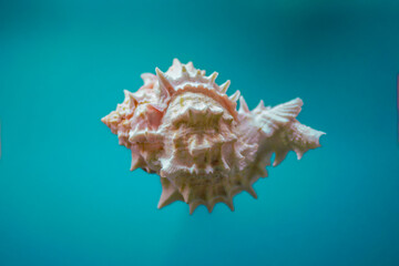 Spiky sea shell isolated on blue background