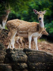 Deer in the forest