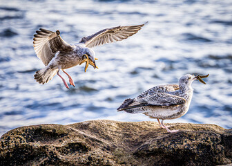 seagull on the beach