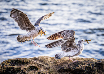 seagull on the beach