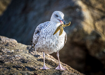 seagull on the beach