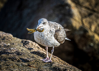 seagull on the beach