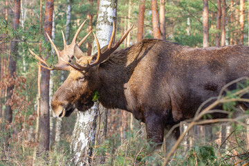 Łoś, moose, elk (Alces alces) © Michal Przystas