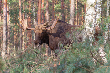 Łoś, moose, elk (Alces alces) © Michal Przystas