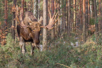 Łoś, moose, elk (Alces alces) © Michal Przystas