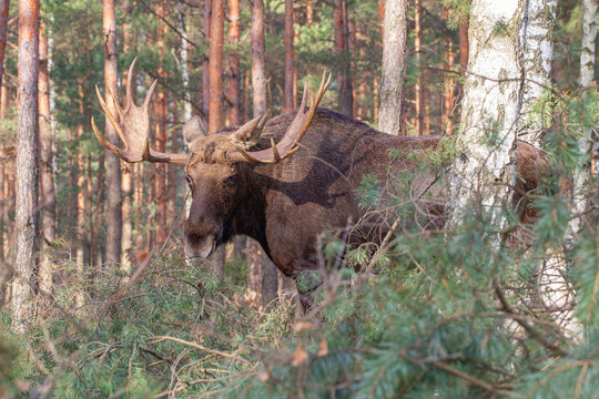 Łoś, moose, elk (Alces alces)