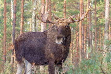 Łoś, moose, elk (Alces alces) © Michal Przystas