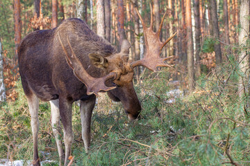 Łoś, moose, elk (Alces alces)