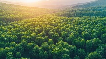 Golden Hour Forest: An Aerial View of Lush Green Canopy