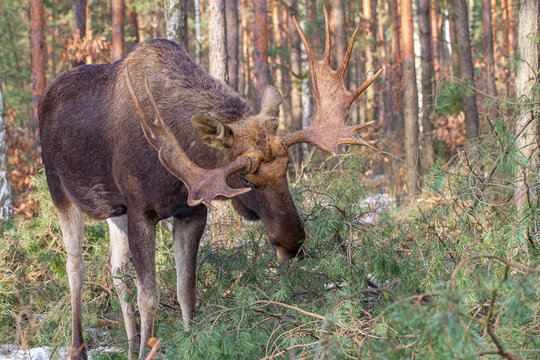 Łoś, moose, elk (Alces alces)