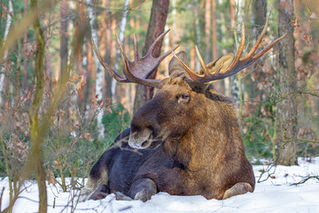Łoś, moose, elk (Alces alces) © Michal Przystas