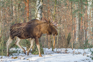 Łoś, moose, elk (Alces alces) © Michal Przystas