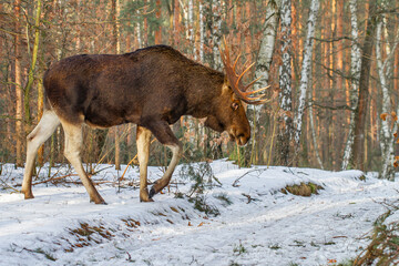 Łoś, moose, elk (Alces alces) © Michal Przystas