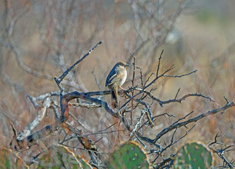 A Canyon Towhee in Desert Brush