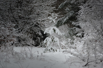 Iglasty, sosnowo świerkowy las zimą. Jest zima. Ziemia, gałęzie  drzew pokryte są grubą warstwą białego śniegu.  © boguslavus