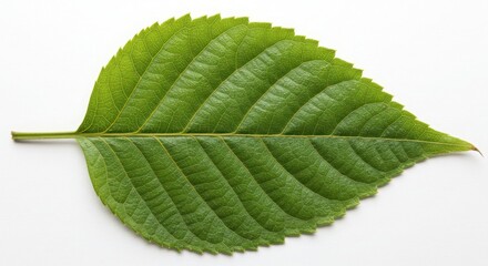 Obraz premium Single Green Leaf with Veins on White Background