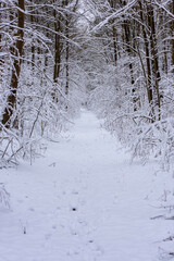 Leśna droga zimą. Po obu stronach widać gęste zarośla, w głębi wysokie drzewa. Ziemię jak i gałęzie drzew pokrywa gruba warstwa śniegu. © boguslavus