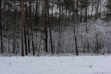 Iglasty, sosnowo świerkowy las zimą. Jest zima. Ziemia, gałęzie  drzew pokryte są grubą warstwą białego śniegu.  © boguslavus