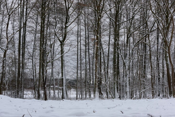Iglasty, sosnowo świerkowy las zimą. Jest zima. Ziemia, gałęzie  drzew pokryte są grubą warstwą białego śniegu.  © boguslavus