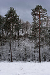 Iglasty, sosnowo świerkowy las zimą. Jest zima. Ziemia, gałęzie  drzew pokryte są grubą warstwą białego śniegu.  © boguslavus