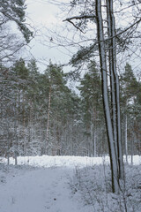 Iglasty, sosnowo świerkowy las zimą. Między drzewami jest gruntowa, leśna droga. Droga, ziemia, gałęzie rosnących po bokach drzew pokryte są grubą warstwą białego śniegu.  © boguslavus