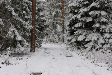 Iglasty, sosnowo świerkowy las zimą. Między drzewami jest gruntowa, leśna droga. Droga, ziemia, gałęzie rosnących po bokach drzew pokryte są grubą warstwą białego śniegu.  © boguslavus