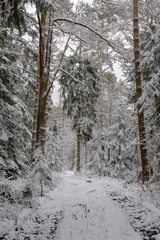 Iglasty, sosnowo świerkowy las zimą. Między drzewami jest gruntowa, leśna droga. Droga, ziemia, gałęzie rosnących po bokach drzew pokryte są grubą warstwą białego śniegu.  © boguslavus