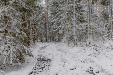 Iglasty, sosnowo świerkowy las zimą. Między drzewami jest gruntowa, leśna droga. Droga, ziemia,...
