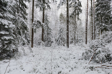 Iglasty, sosnowo świerkowy las zimą. Jest zima. Ziemia, gałęzie  drzew pokryte są grubą warstwą białego śniegu.  © boguslavus