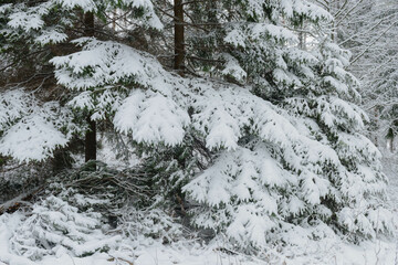 Iglasty, sosnowo świerkowy las zimą. Jest zima. Ziemia, gałęzie  drzew pokryte są grubą warstwą białego śniegu.  © boguslavus