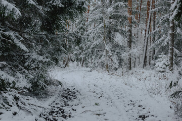 Iglasty, sosnowo świerkowy las zimą. Między drzewami jest gruntowa, leśna droga. Droga, ziemia,...