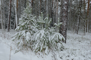 Iglasty, sosnowo świerkowy las zimą. Jest zima. Ziemia, gałęzie  drzew pokryte są grubą warstwą białego śniegu.  © boguslavus