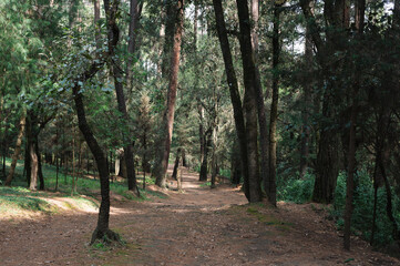 Fototapeta premium Forest woodland scene. Fir and pine trees in a forestry area, considered beautiful, enchanting and spooky. Taken at Desierto de Los Leones in Mexico City