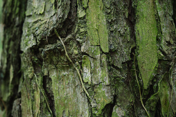 Natural Tree Bark Background Texture - perfect for banners on the environment, nature and organic items. Forestry and woodland area backdrops
