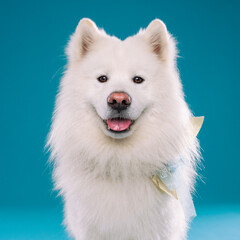 Majestic Samoyed with Fluffy White Fur on a Vibrant Blue Background