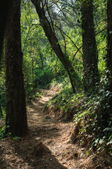 Obraz premium Forest woodland scene. Fir and pine trees in a forestry area, considered beautiful, enchanting and spooky. Taken at Desierto de Los Leones in Mexico City