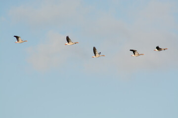 Wildgänse im Flug