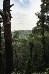 Fototapeta premium Mountain view through the trees of the forest and woods of Desierto de Los Leones in Mexico City