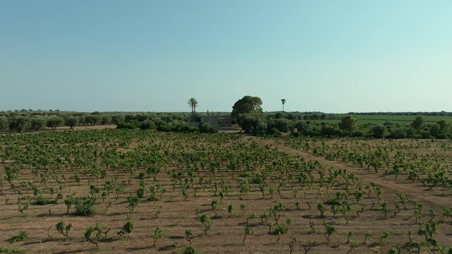 COUNTRY VILLA WITH PALM TREES ABANDONED IN THE MIDDLE OF VINEYARDS AND OLIVE GROVES