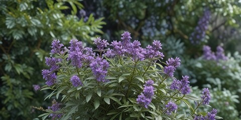 Fototapeta premium Clusters of small purple flowers against a backdrop of silvery-gray foliage on a spreading and robust shrub, garden borders, wildflower meadows