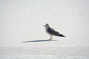 Seagull standing in frozen lake