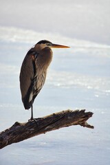 Blue and gray heron in the snow