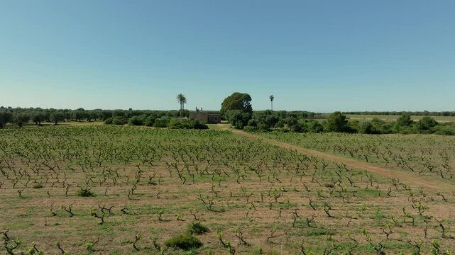 COUNTRY VILLA WITH PALM TREES ABANDONED IN THE MIDDLE OF VINEYARDS AND OLIVE GROVES 2