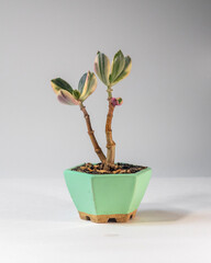 Money Tree Crassula ovata cv. Tricolor (var. Obliqua f. Variegata). Bonsai style. Ornamental plant for home