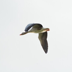 Wildgans im Flug